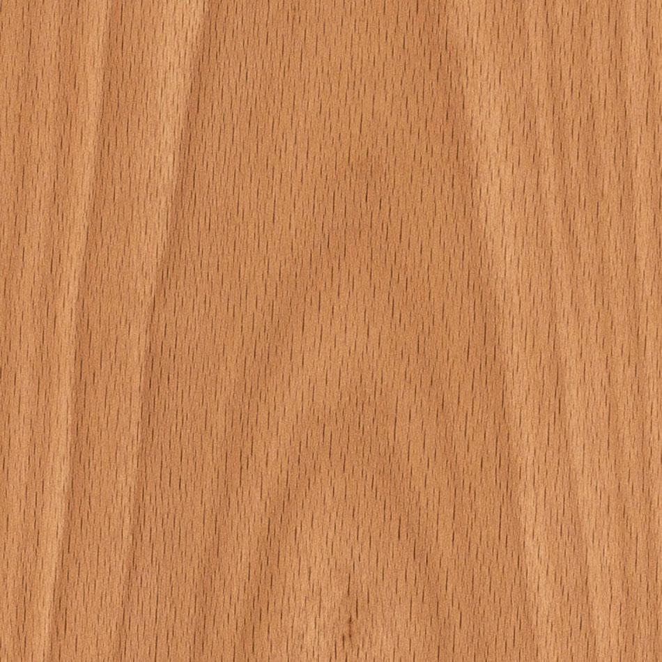 European Beech (Crown Cut)